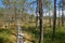 HDR image from the walking narrow trail of planks passing the Viru bog in Estonia in the rare forest of pines