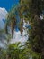 HDR Perspective Photo of clouds over a Florida forest