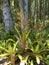 HDR Photo of an Aechmea Neoregelia Bromeliad 2