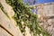 HDR photo of green plants growing on and across a stone wall in the Mdina city, former historic Malta capital