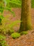 HDR photo image of rocks, tree trunk & ferns vertical