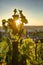 HDR photo of sunset sun shining through the leaves of grapevine at Vysehrad vineyard in Prague, Czech republic