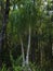 HDR Ponytail palm in a forest 2