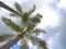 HDR Queen palms against a cloudy sky