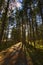 HDR Sussex Trail Backlit Tree Shadows Leaves