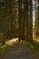 HDR Sussex Walking Trail Backlit Trees