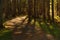 HDR Sussex Walking Trail Tree Shadows Fall Leaves