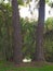 HDR Twin pines on a lake