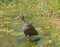 HDR young blue heron wading in a swamp