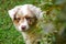 Head of an adorable australian shepherd puppy