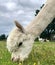 Head of adorable young white Huacaya alpaca grazing on grass in an Irish farm