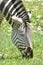 The Head of an Adorable Zebra in Africa