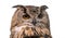 Head of adult Eurasian eagle owl, isolated on white background. The horned owl