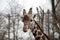 Head of an adult giraffe close-up. Giraffe in the zoo aviary