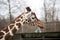 Head of an adult giraffe close-up. Giraffe in the zoo aviary