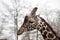 Head of an adult giraffe close-up. Giraffe in the zoo aviary