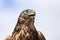 Head of adult goshawk. Falconry