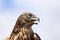 Head of adult goshawk. Falconry