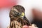 Head of adult goshawk. Falconry