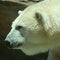 A Head of an Adult Polar Bear