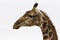 Head of adult reticulated giraffe in african savana in Kruger national Park - South Africa