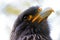 Head of an adult striated caracara falcon bird in profile view looking upwards