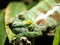 Head of adult Yemen chameleon - Chameleo calyptratus