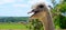 The head of an African ostrich against a scenic landscape. Wide