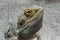 Head of a Agame pogona vitticeps close-up