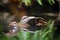 Head of an aligator in water surrounded with plants.