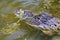 Head of an Alligator partially submerged in Everglades along Monroe Junction Florida