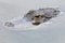 The head of an American Alligator breaks the surface as it glides slowly across the water