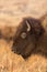 Head of American bison