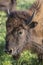 Head of American bison cow