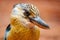 Head of an angry looking blue-winged kookaburra (dacelo leachii) in profile view