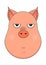 Head of annoyed pig in cartoon style. Kawaii animal.