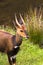 Head of antelope close up. Kenya, Africa