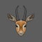 Head of antelope, portrait of wild animal hand drawn vector Illustration