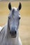 Head of arabian horse