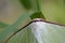 Head of Asian luna moth