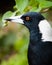 Head of Australian Magpie Bird against blurred green background