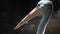 Head of Australian pelican close up