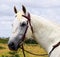 A Head of an Australian Stockhorse Stallion