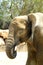 The head of a baby elephant. Portrait of a baby elephant in profile.