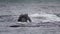 Head and back of a Southern Right Whale looking with interest, Hermanus, Western Cape. South Africa.