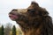 Head of Bactrian camel in half-face