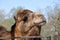 Head of the Bactrian camel with straw