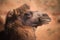 Head Bactrian camels