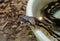 Head of ball python Python regius, also called the royal python