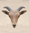 Head of barbary sheep.